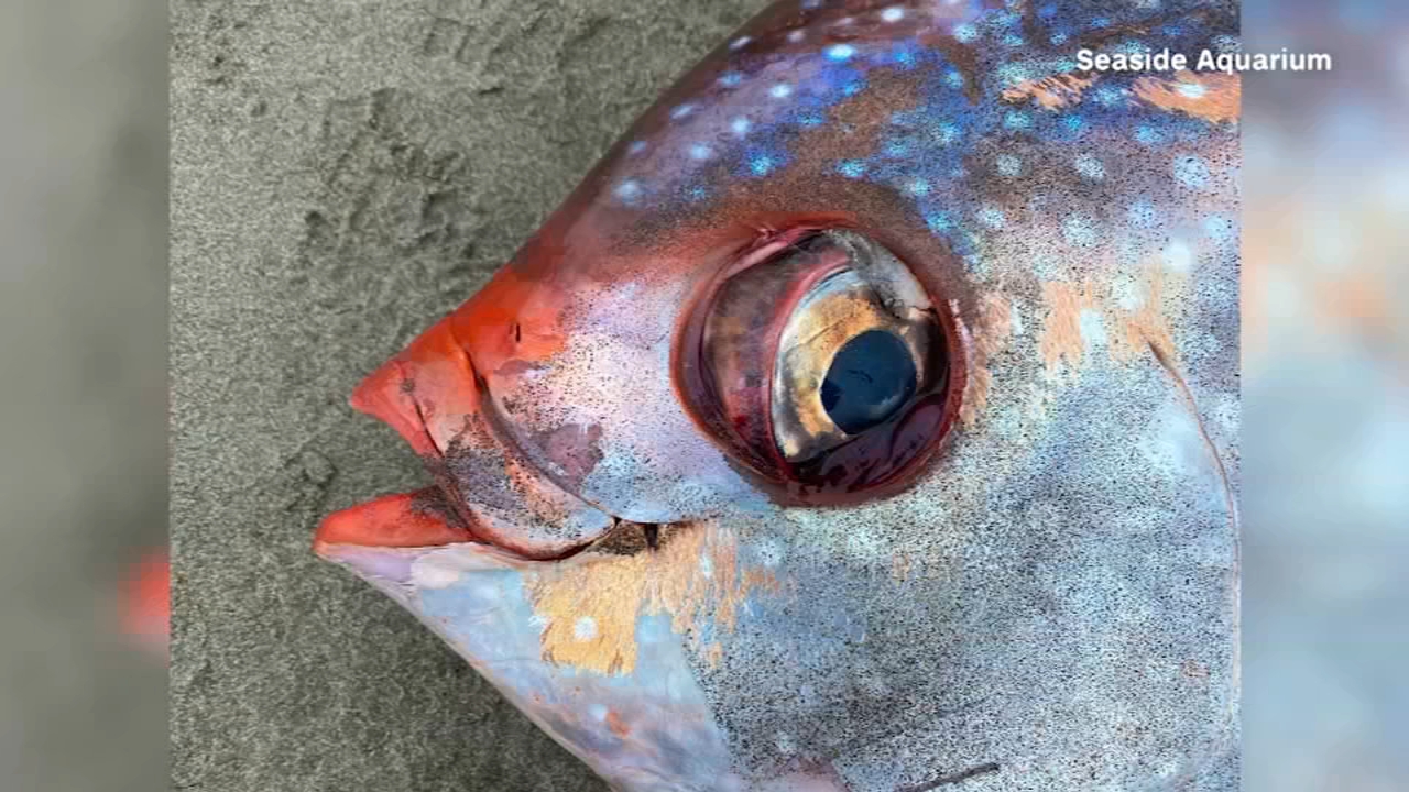 Rare Find: 100-pound opah fish, also known as a moonfish, discovered on a beach in Oregon - ABC7 San Francisco