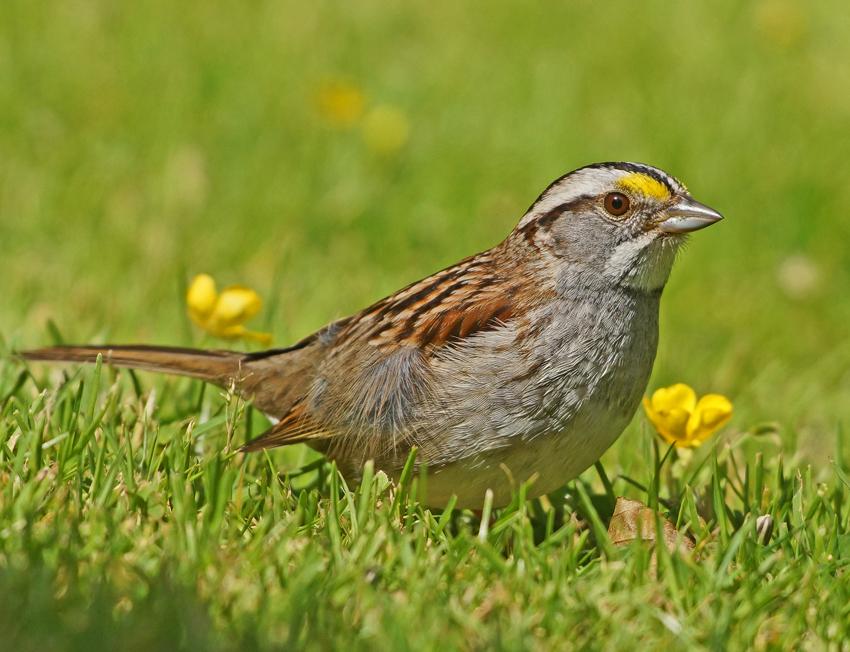 North American sparrow changes its song - BirdGuides