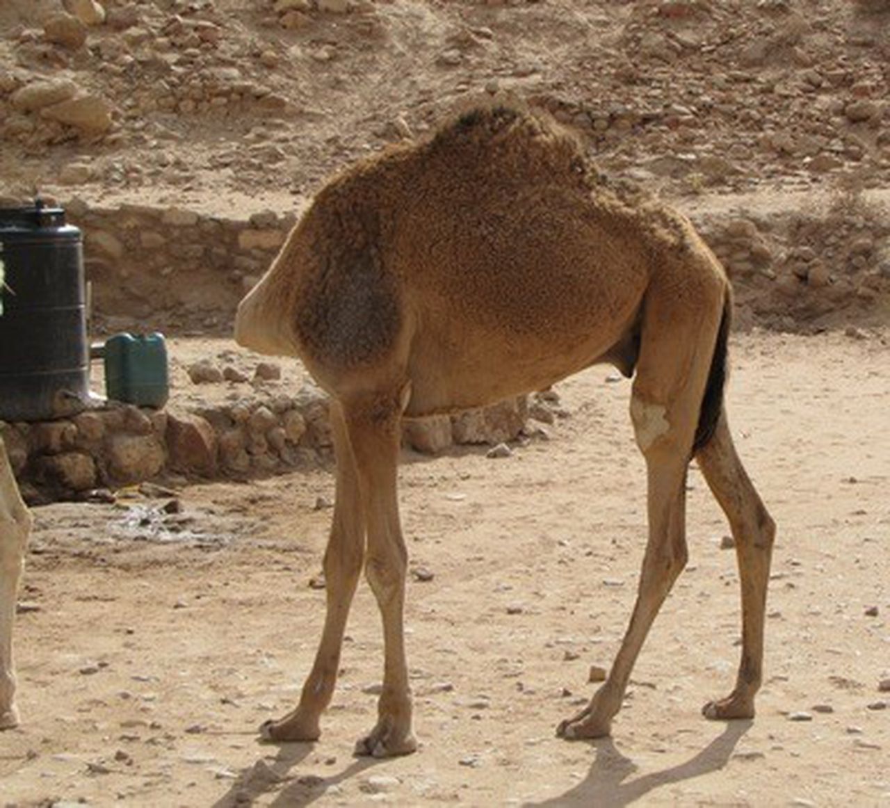 Your Best Shot: 'Headless' camel in Petra, Jordan - oregonlive.com