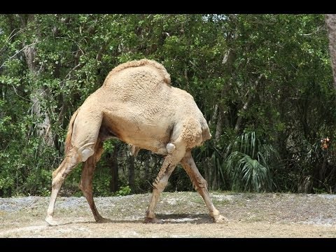 Headless Camel lol - YouTube
